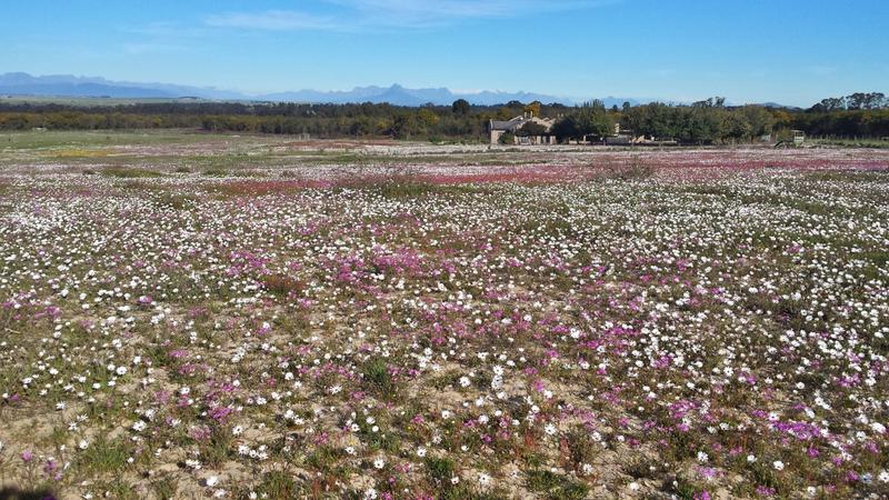 5 Bedroom Property for Sale in Klein Dassenberg Western Cape